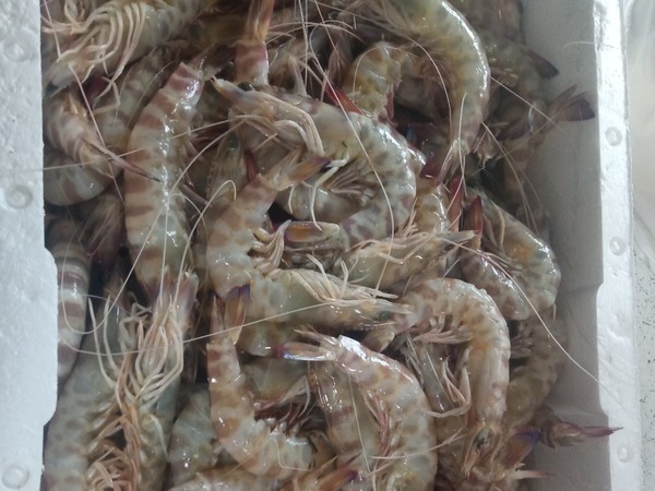 LANGOSTINOS DE SANLÚCAR 