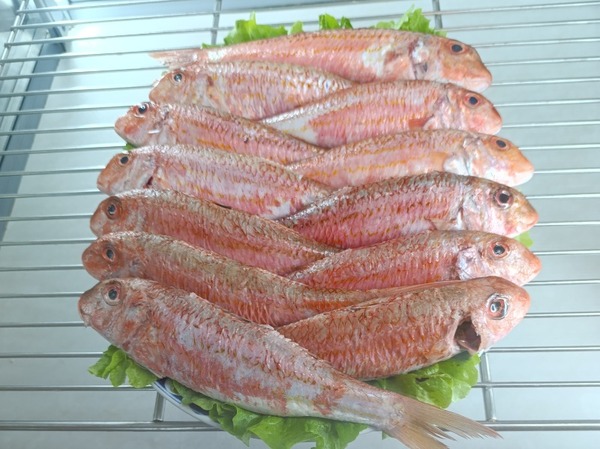 SALMONETES DE ROCA