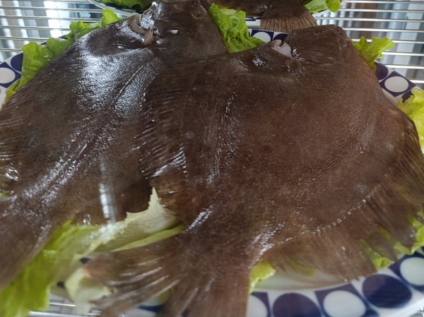 CORUXO DE COSTA