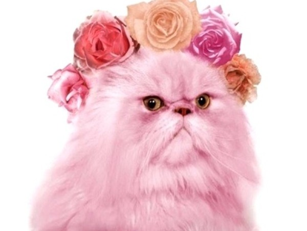 Pink Pussy