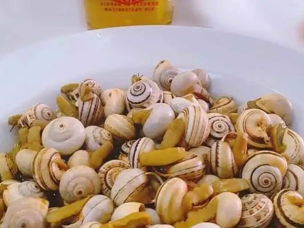 TAPA DE CARACOLES