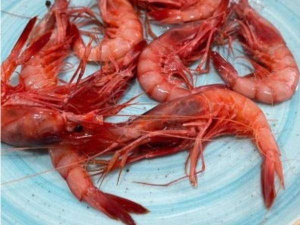 GAMBA ROJA A LA PLANCHA