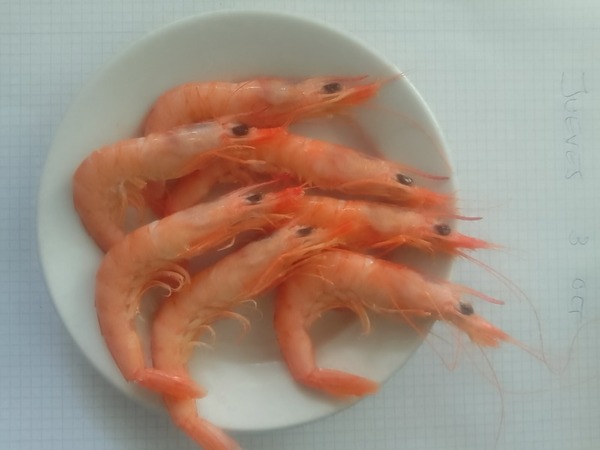 Gamba Blanca 