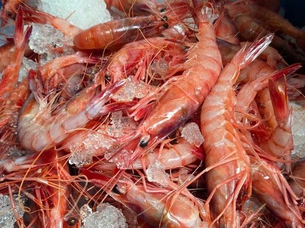 DOCENA DE GAMBA ROJA MEDIANA DE SANTA POLA