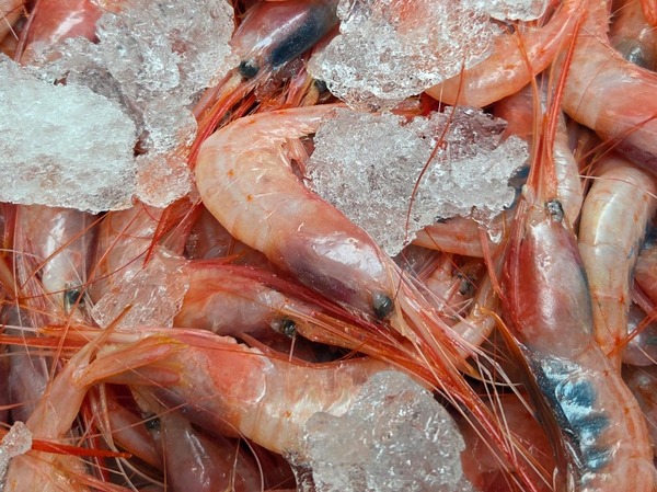 DOCENA QUISQUILLA SANTA POLA A LA PLANCHA