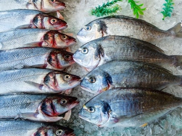 Pescado Fresco De Piscifactoria