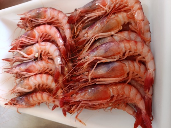 RØDE REKER FRA PALAMOS