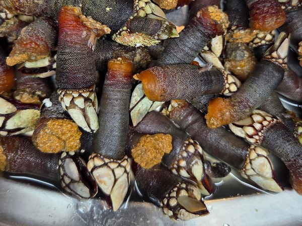UNA DOCENA DE PERCEBES