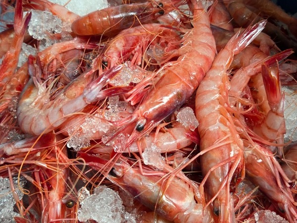 DOCENA GAMBA ROJA GRANDE SANTA POLA